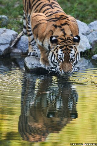 Gemeinde Straubing Landkreis Straubing-Bogen Zoo Tiergarten Straubing (Dirschl Johann) Deutschland SR